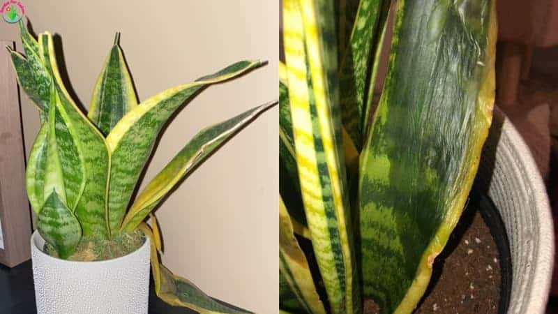 why-are-my-house-plant-leaves-drying-up-causes-how-to-fix