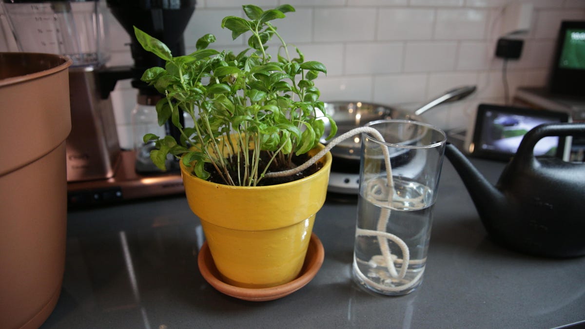 How To Water Your Plants While Away On Vacation