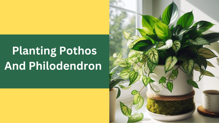 can you Plant Pothos And Philodendron