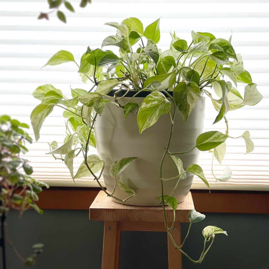 Should I Water Pothos After Repotting (Detailed Answer)