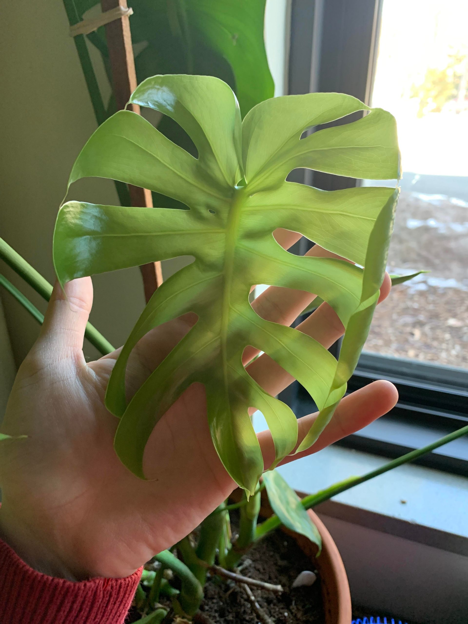 Do Pothos Leaves Get Bigger After Unfurling