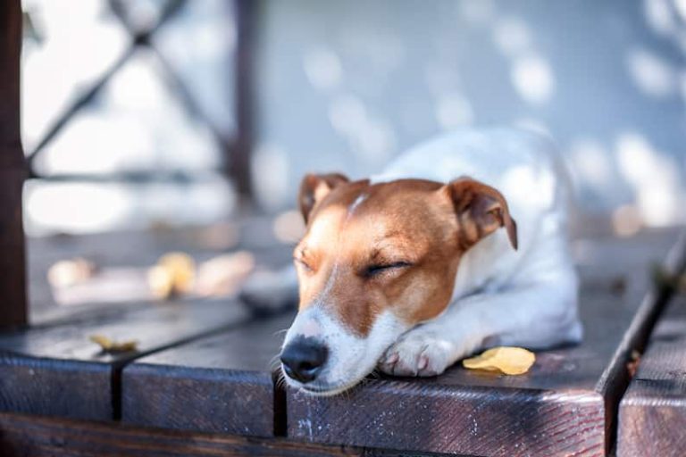 what-to-do-if-dog-eats-pothos