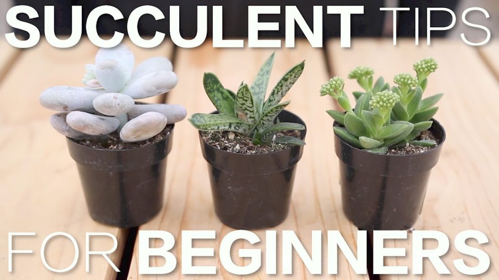 How To Care For Indoor Succulents Beginners Guide 6376