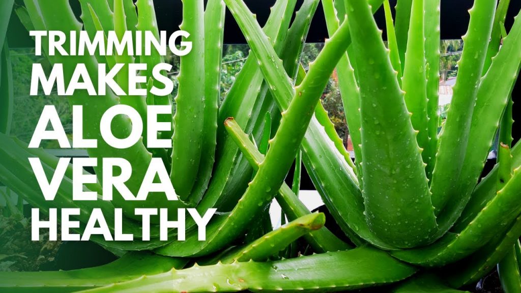 How To Prune Aloe Vera Plant 7997