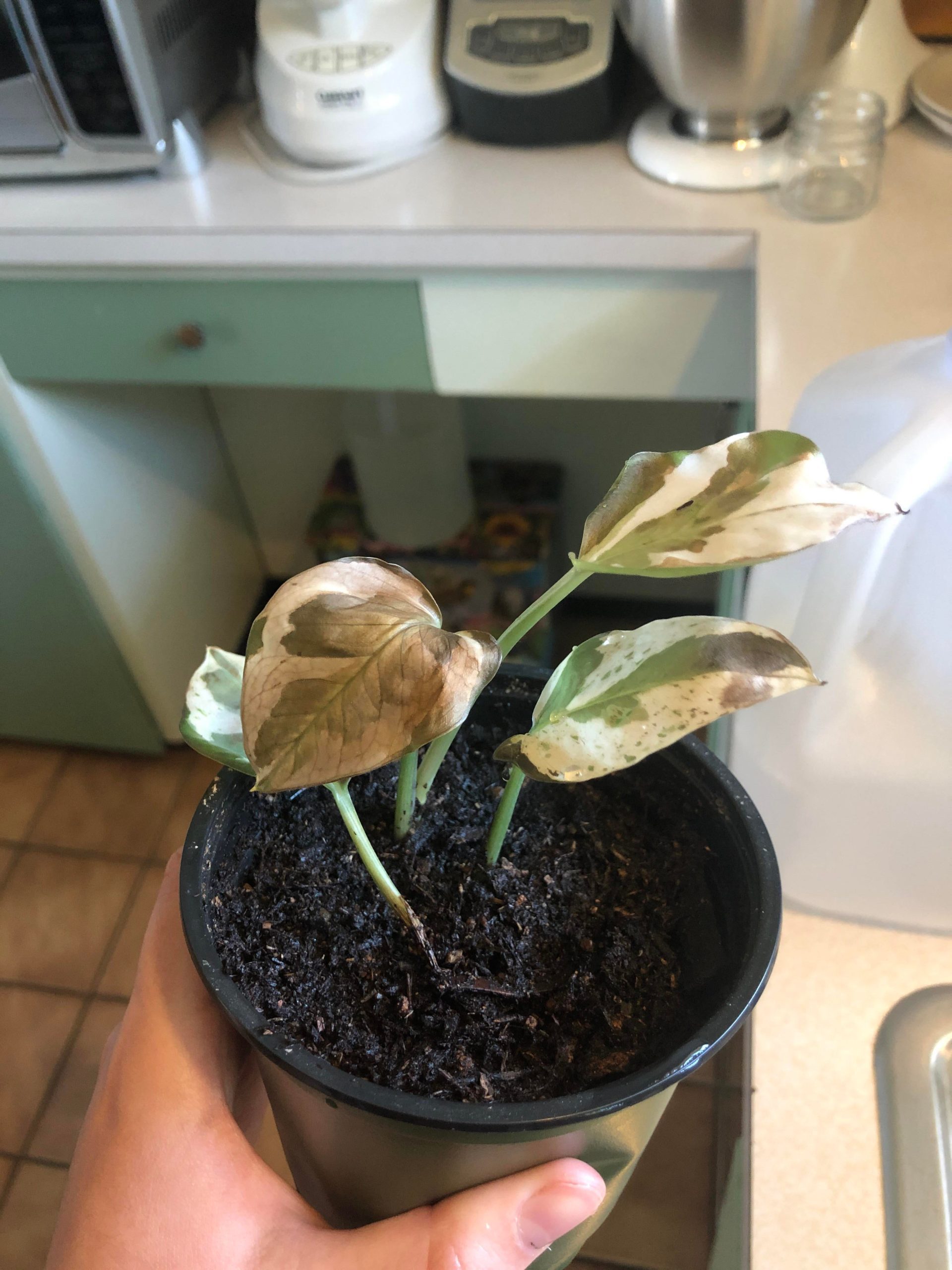 Pothos In Direct Sunlight