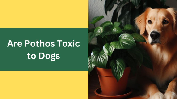 Are Pothos Toxic To Dogs? Symptoms & Preventive Measures