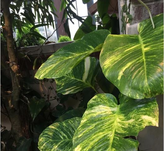 do-pothos-leaves-get-bigger-after-unfurling-complete-guide