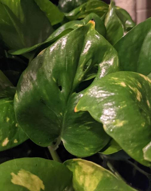 do-pothos-leaves-get-bigger-after-unfurling-complete-guide